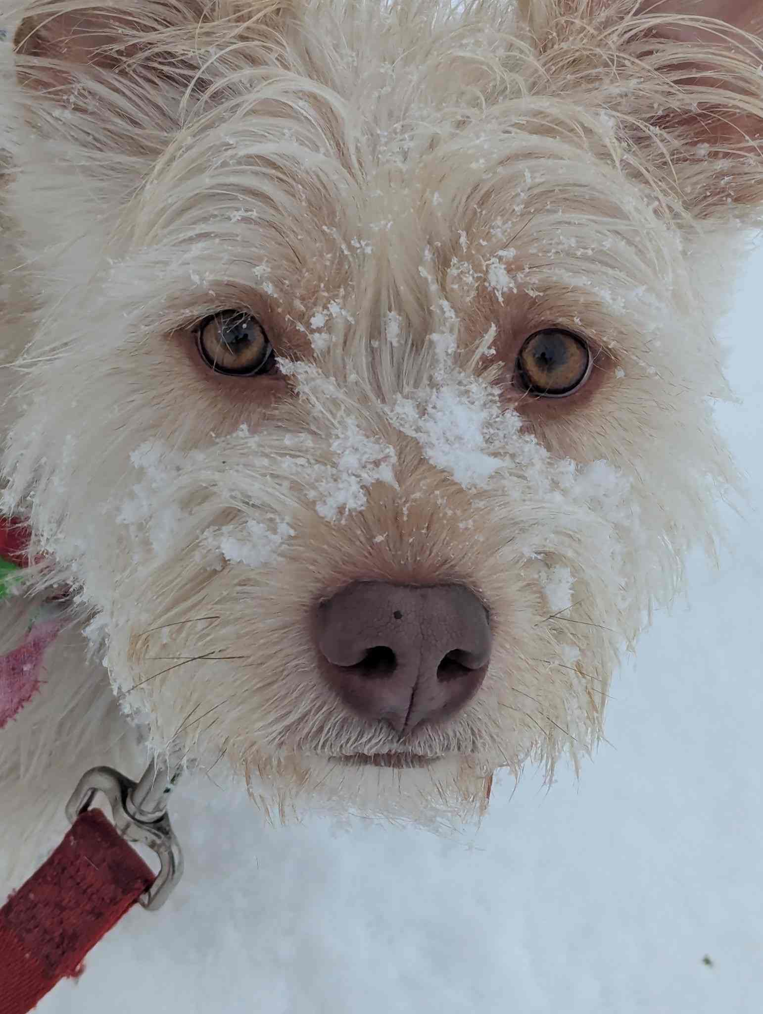 Scottie Q